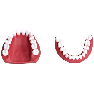 AirwayMan Replaceable Teeth Set