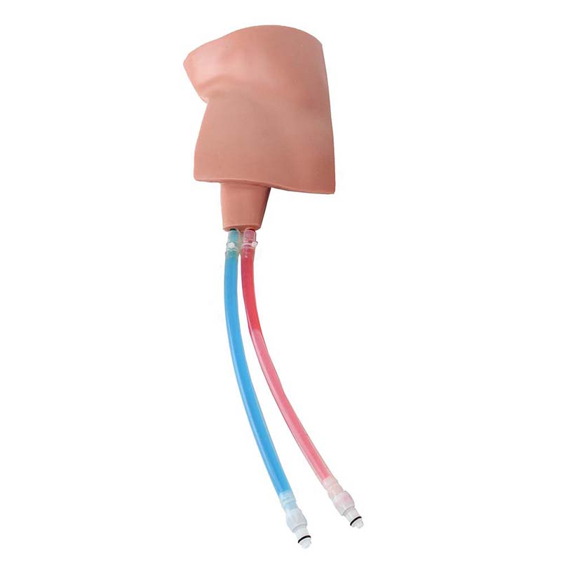 Regional Anesthesia Femoral Tissue – Simulab Corporation